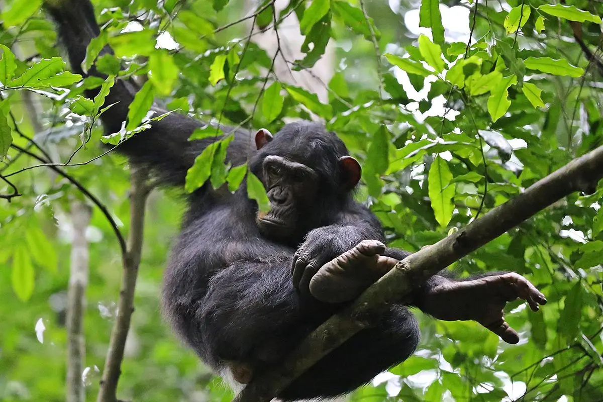 Gorilla Habituation
